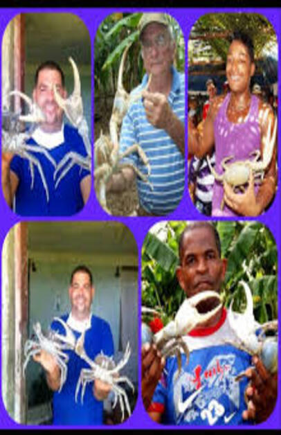 Festival del Cangrejo